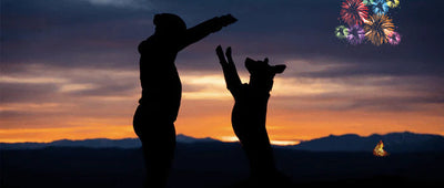 How to Keep Your Dog Calm Around Bonfire Night