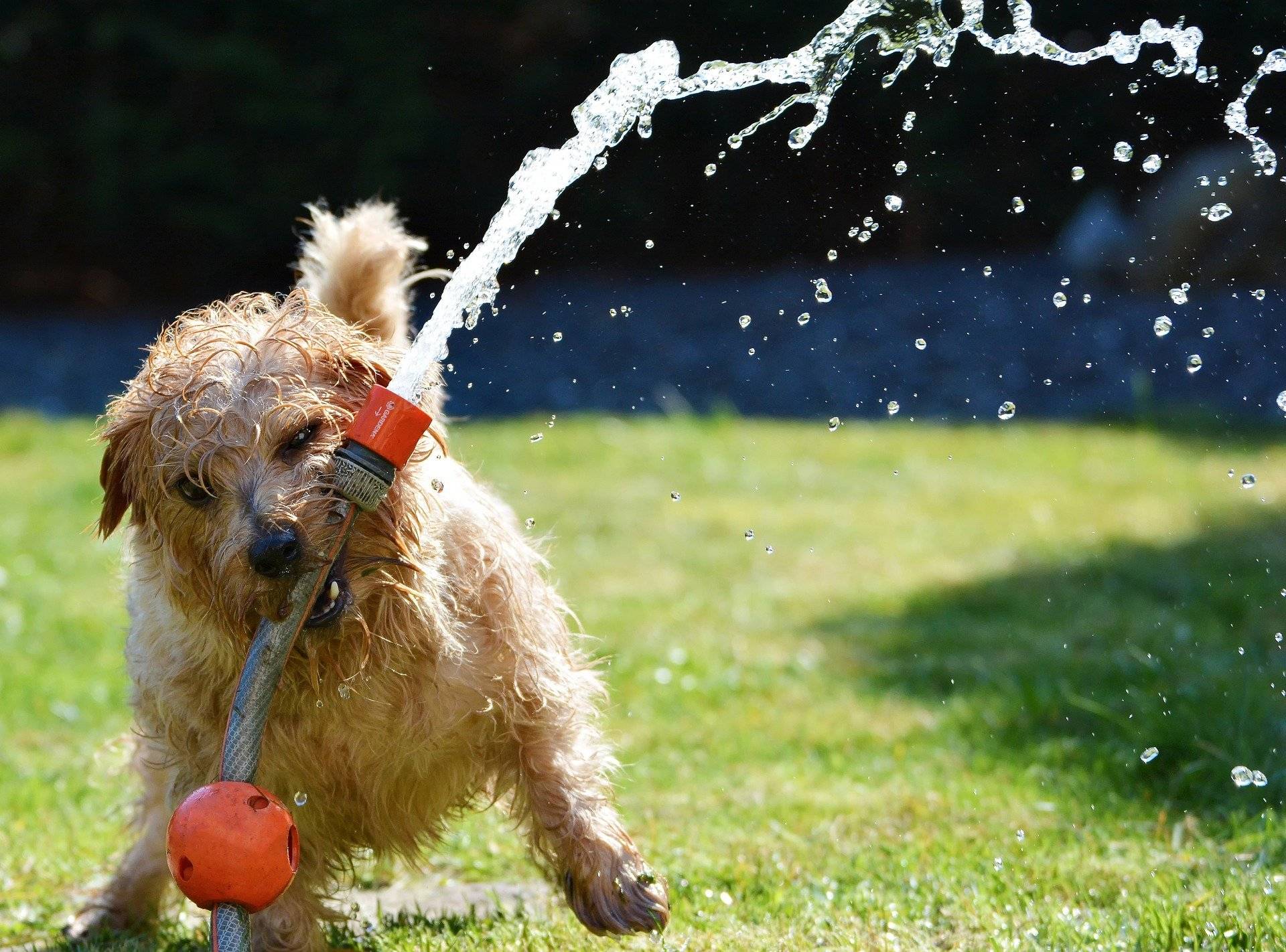 Best ways to keep your dog cool on hot days