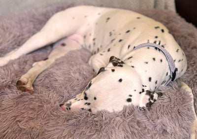 Calming Anti-Anxiety Dog Beds: Do They Actually Work?