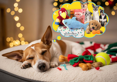 Why Dog Subscription Boxes Are Every Pup’s Dream