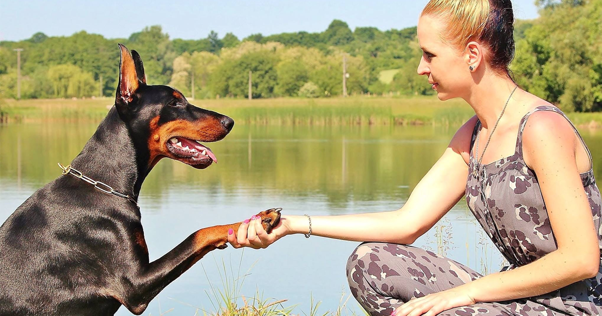 Why training your dog is key to a healthy relationship