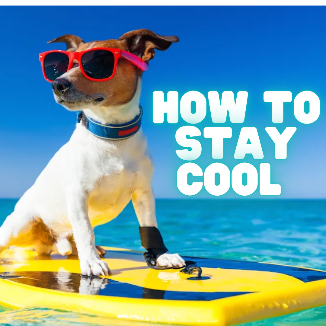 8 Easy Ways To Keep Your Dog Cool In Hot Weather