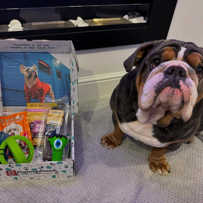 Dog Subscription Boxes UK: What to Look For (And What to Avoid)
