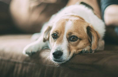 Indoor games to entertain your dog