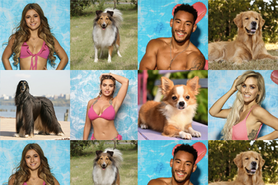 Love Island: Your favourite stars as dog breeds