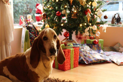 Paw-some Ideas for Dog Christmas Gifts