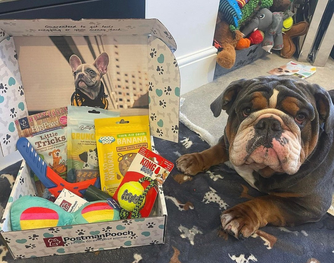 dog subscription boxes