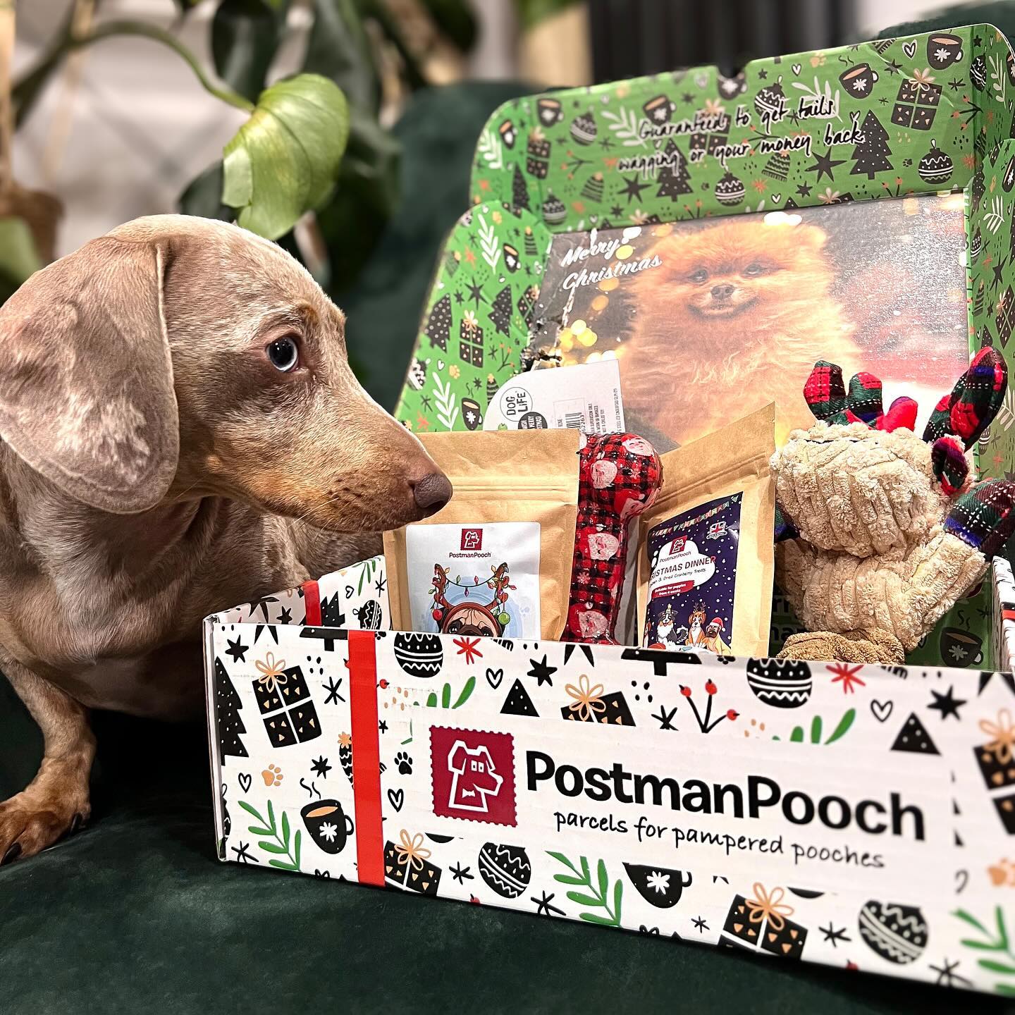 Top 10 Dog Christmas Gifts for 2025