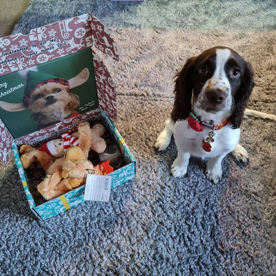 Choosing the Best Dog Christmas Gift