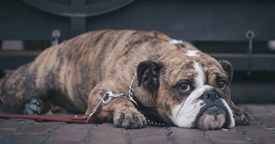 Do dogs get sad? How to tell and what to do