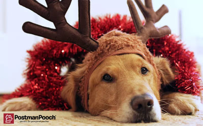 Protecting Your Pooch: Beware of Potential Christmas Dangers for Dogs