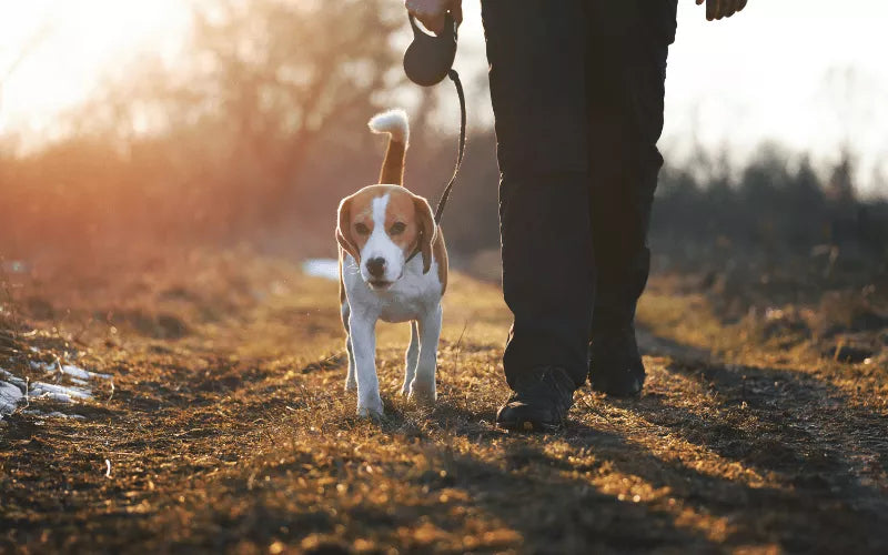 Dog Walks in Hot Weather: Keeping Your Canine Companion Cool and Happy