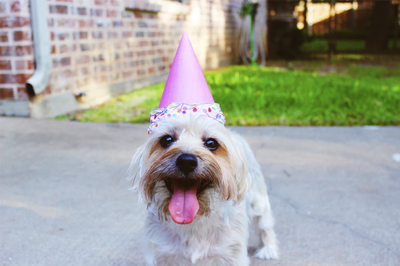 How to throw a dog birthday party