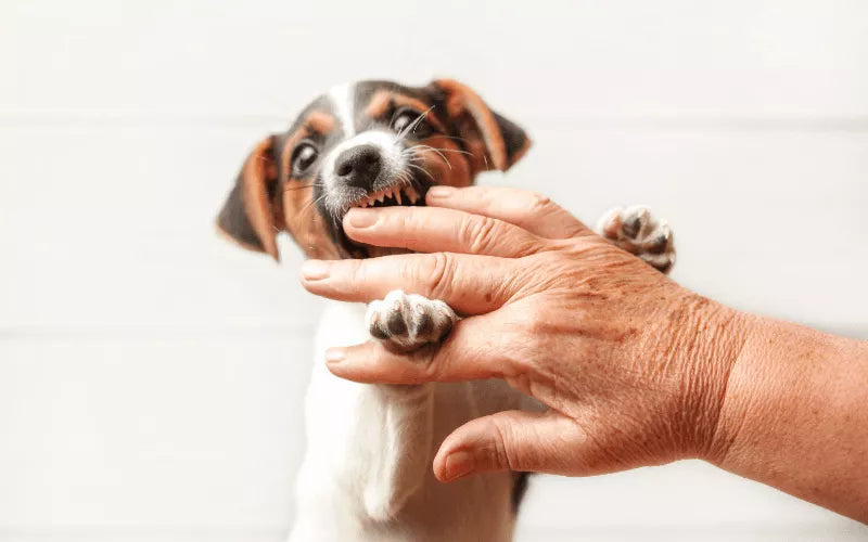 Mastering Puppy Biting Training: Teaching Your Furry Friend to Be Gentle