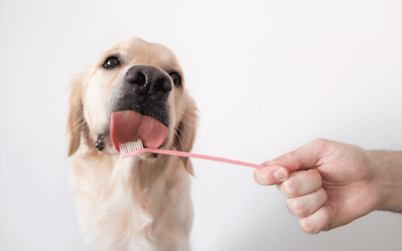 Keeping Your Dog’s Smile Bright: The Best Dog Teeth Cleaning Treats