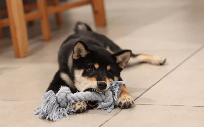 Rope Toys: A Fun and Safe Way to Play with Your Dog