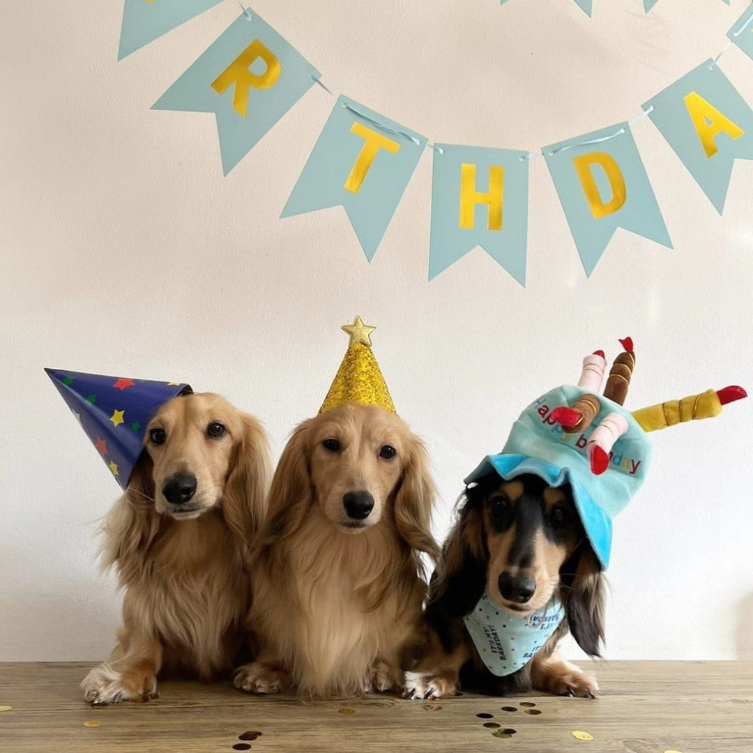 Throwing the Ultimate Dog Birthday Party: Tips and Ideas for a Pawsome Celebration