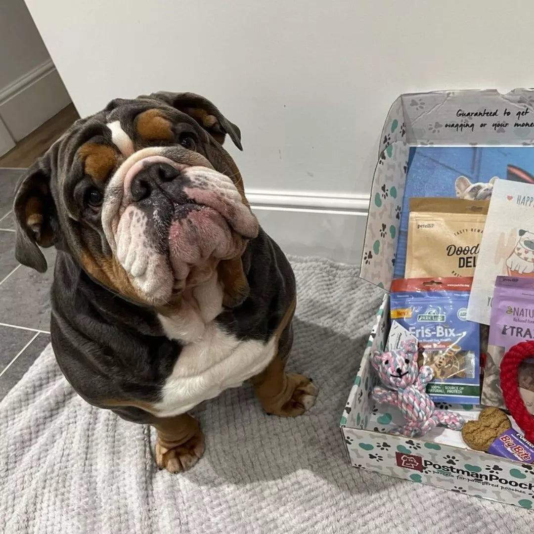 Doggie Gifts The Ultimate Guide : Finding the Perfect Present for Your Pooch