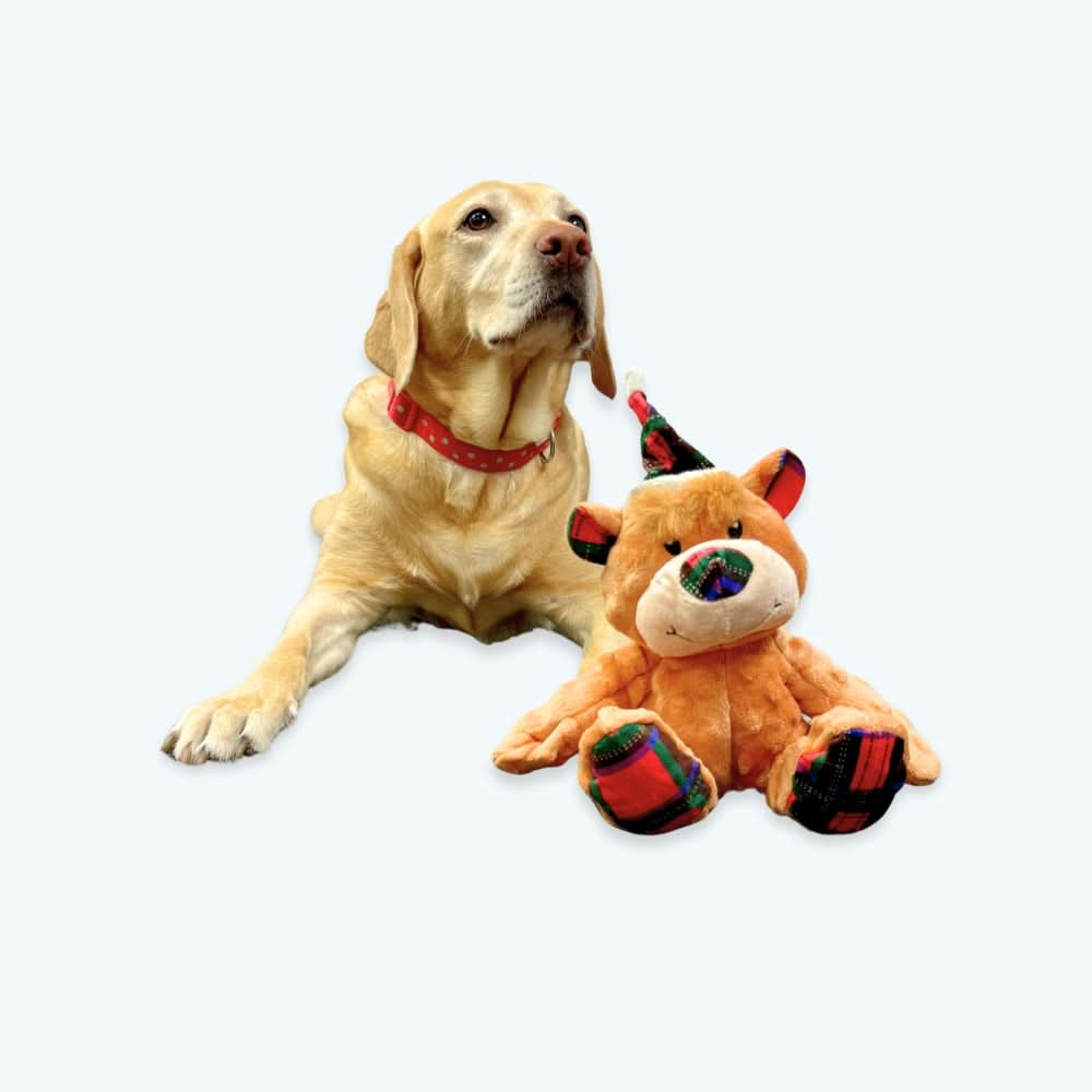 Festive Bear dog toy