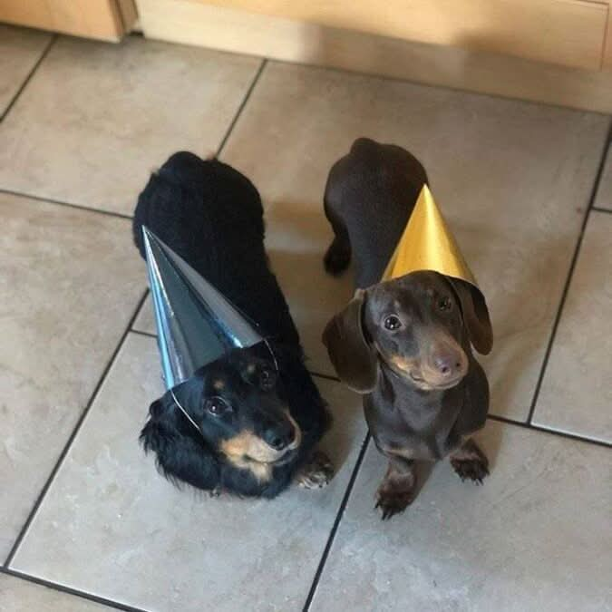 Dog Party Hat