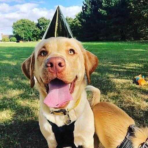 Dog Party Hat