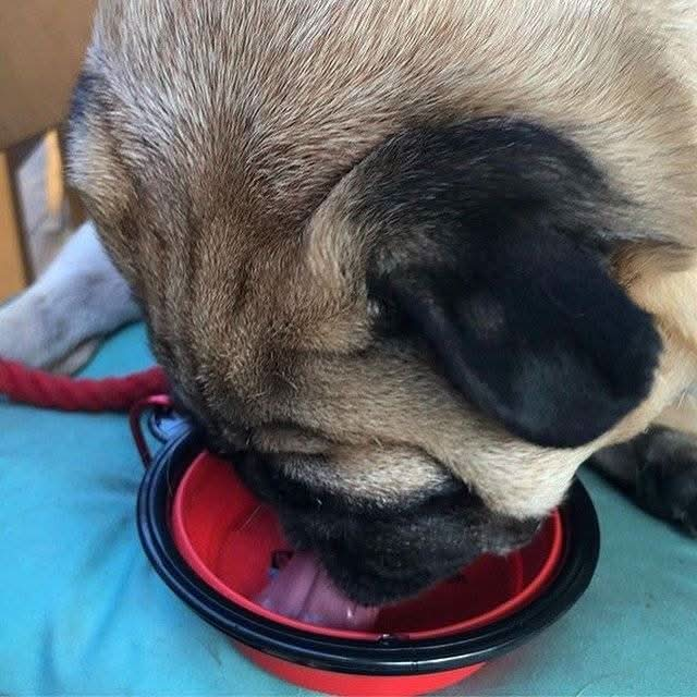 Collapsable Portable Dog Water Bowl