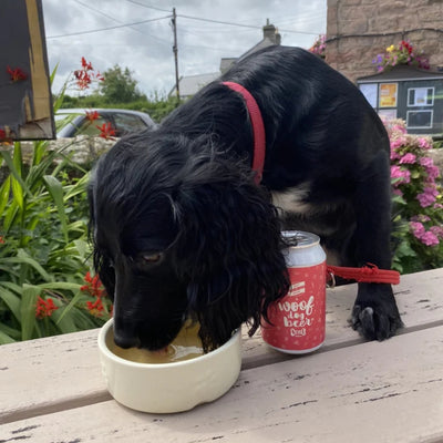 Woof Dog Beer