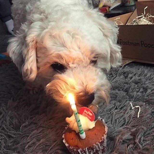 Barking bakery woofin cupcake