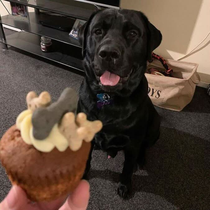 Barking bakery woofin cupcake