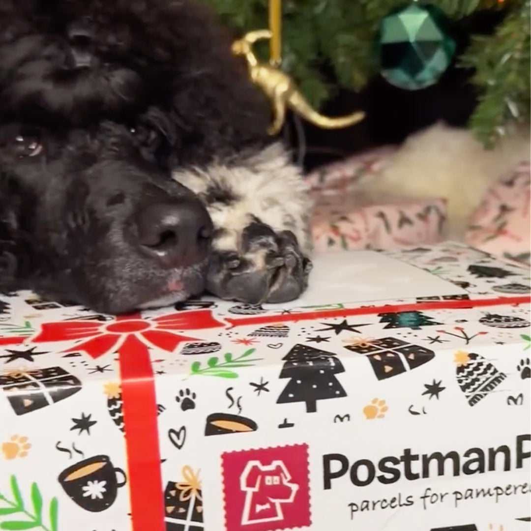 Dog Christmas Gift Box Customer