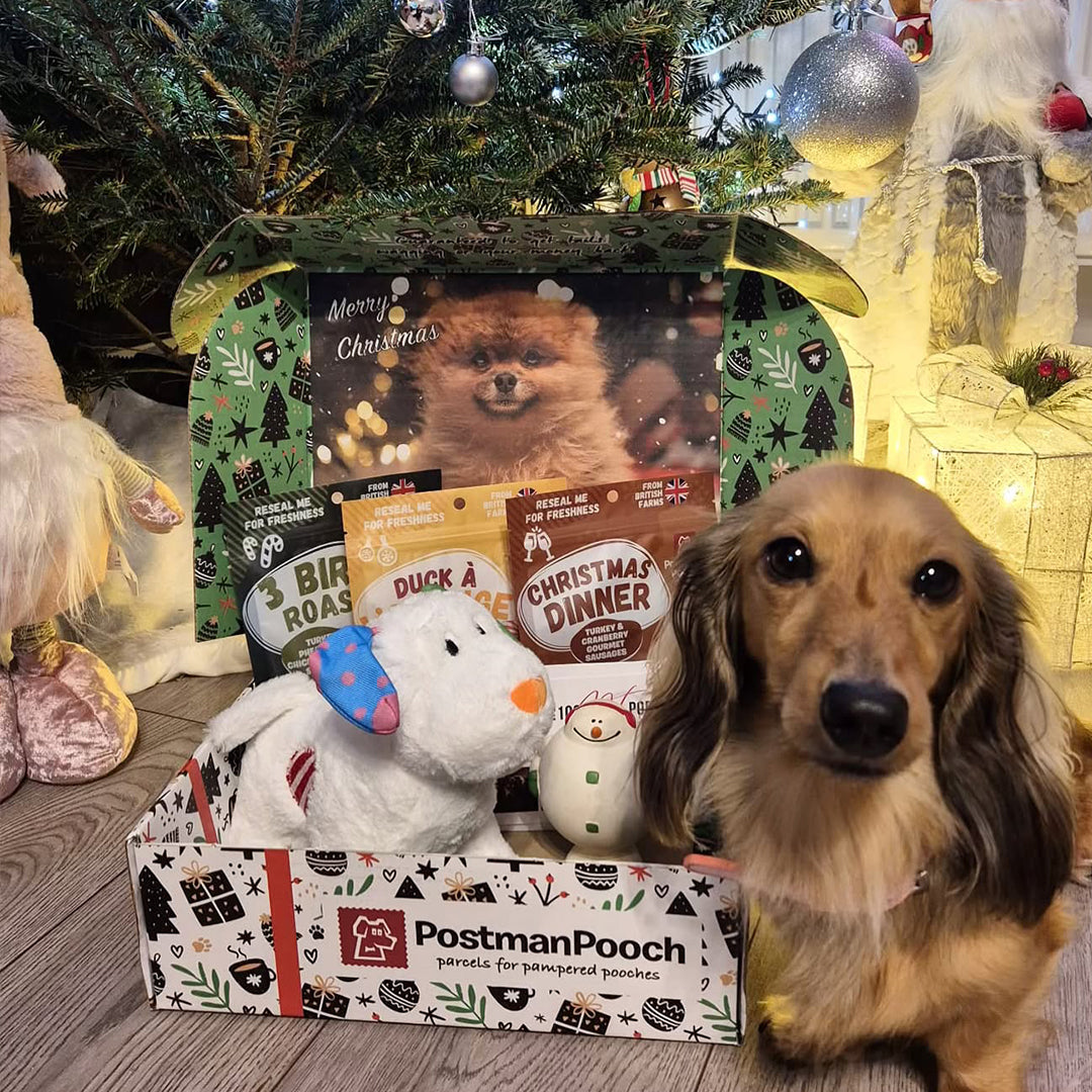 Dog Christmas Gift Box Customer