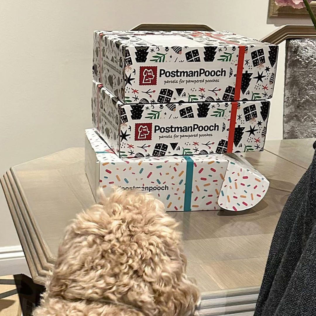 Dog Christmas Gift Box Customer