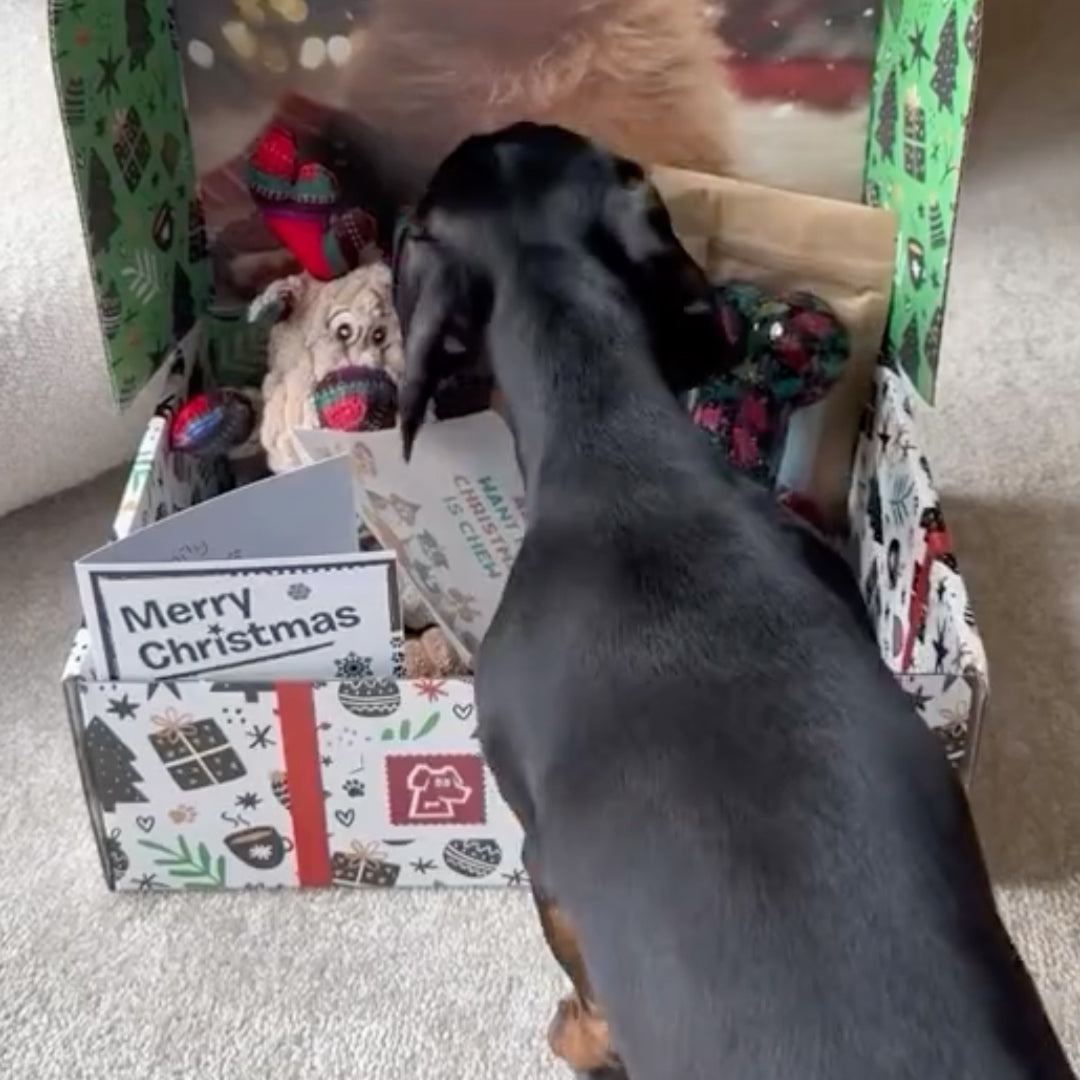 Dog Christmas Gift Box Customer