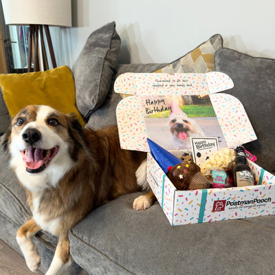 The Classic Boys Dog Birthday Box