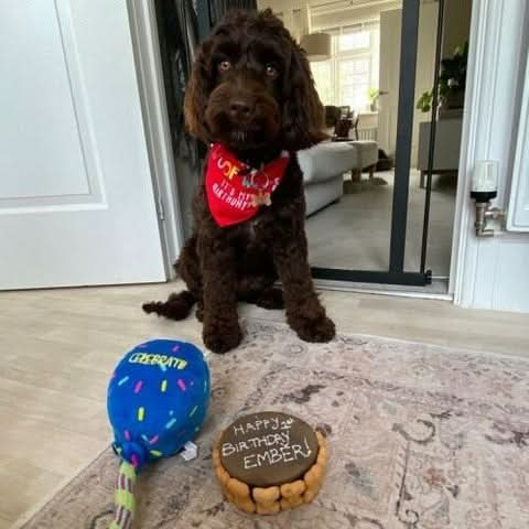 Dog Birthday Cake