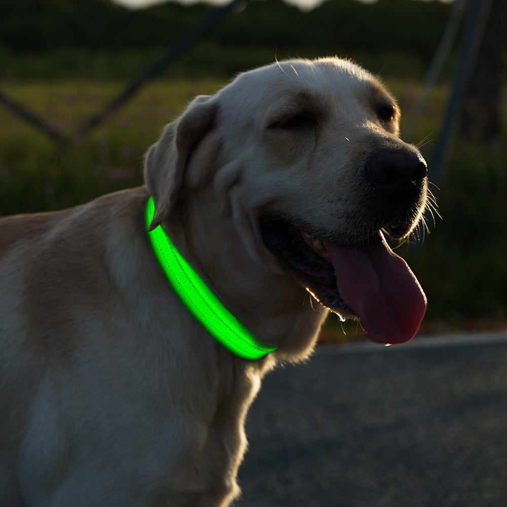 Night Safety Flashing Dog Collar