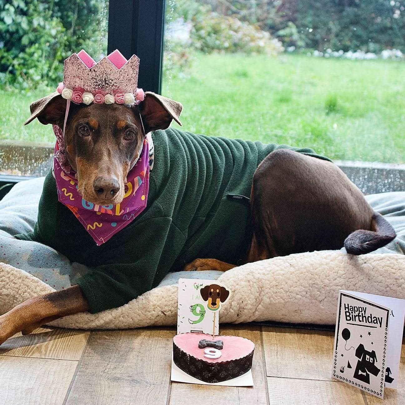 Small Pink Heart Dog Cake