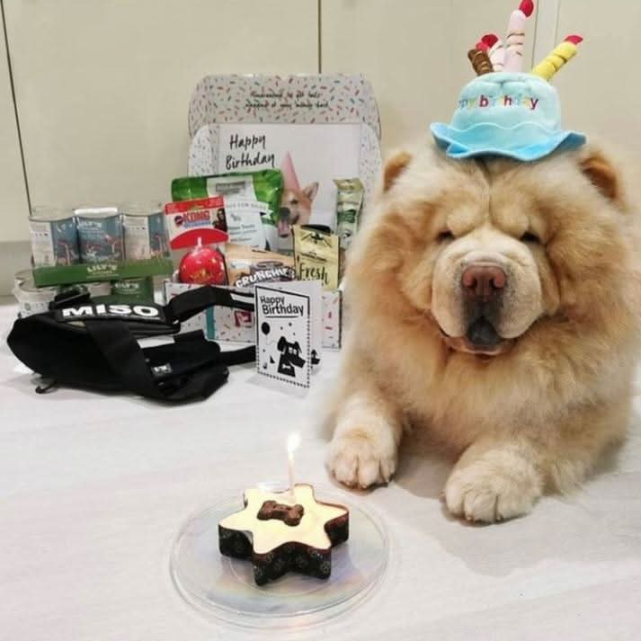 Small Star Shaped Dog Cake