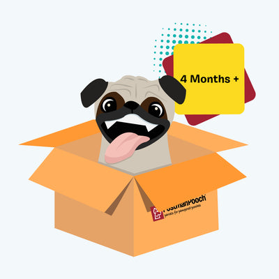 Dog Subscription Box