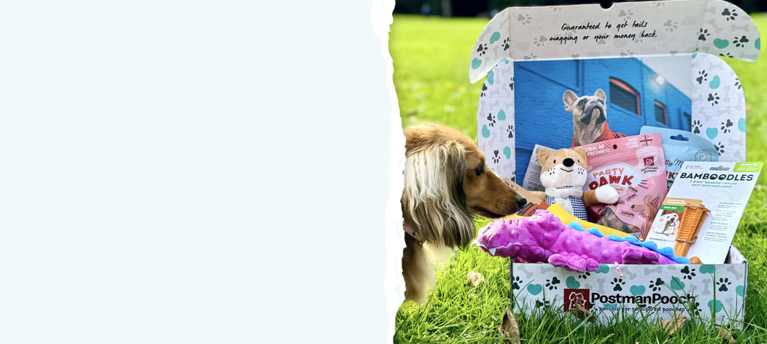 Dog Subscription Boxes