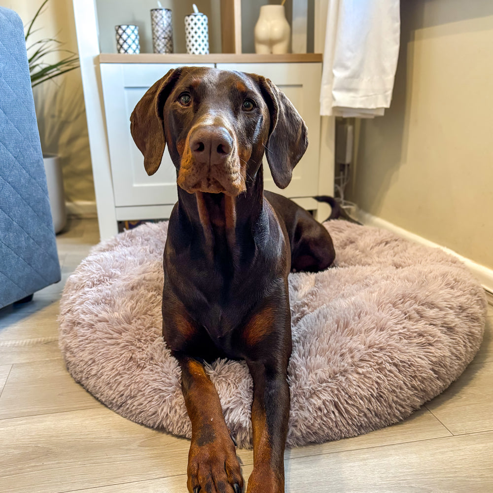 Dog Anxiety Bed