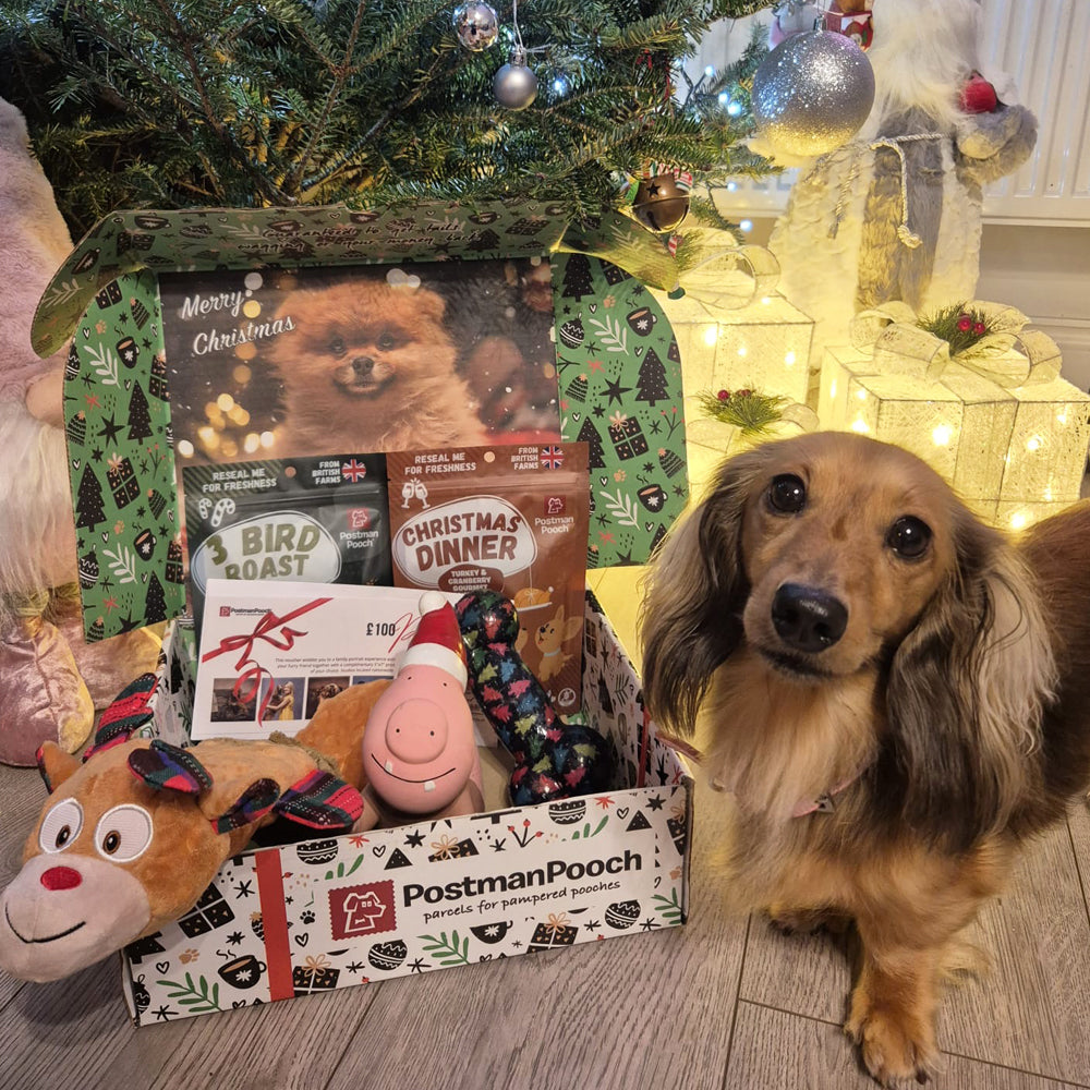 Rudolphs Top Toys - Dog Christmas Box