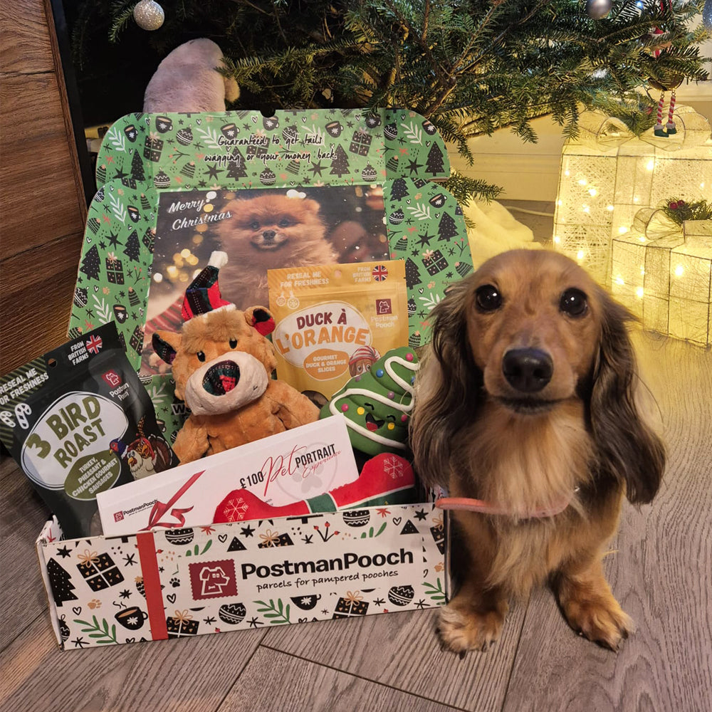 Soft Toy Dog Christmas Box