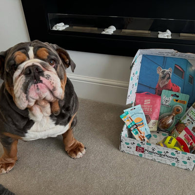 dog subscription box