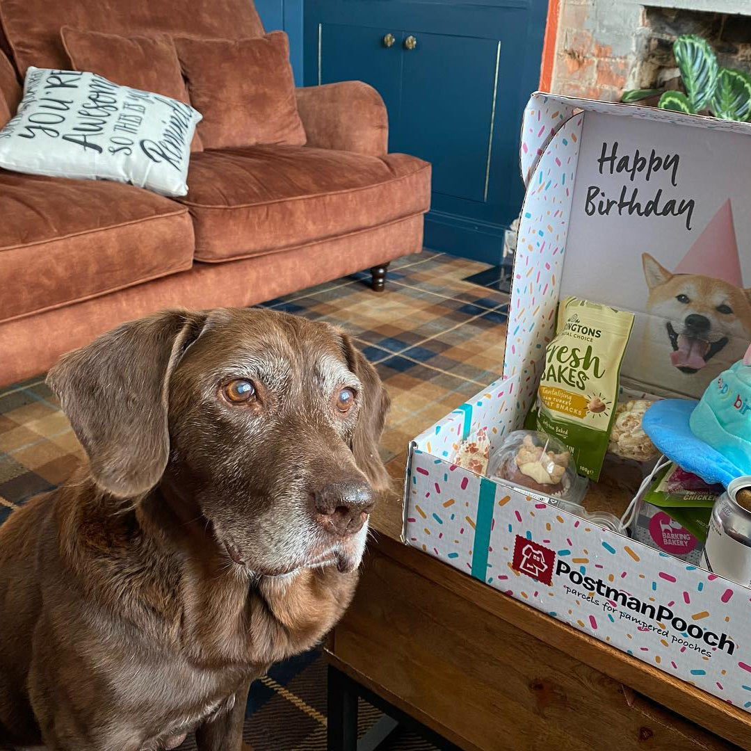 Dog Birthday Box