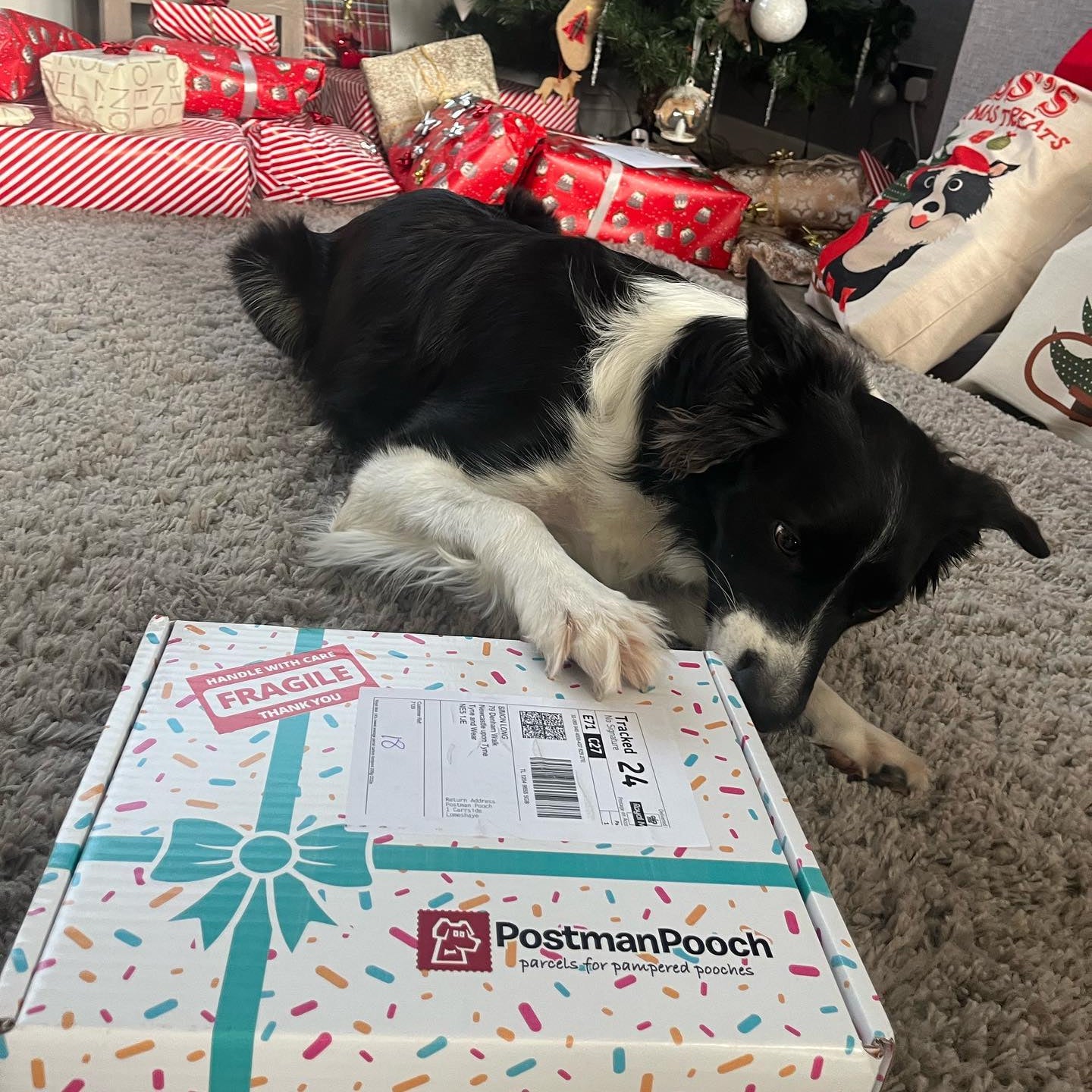 Dog Birthday Box