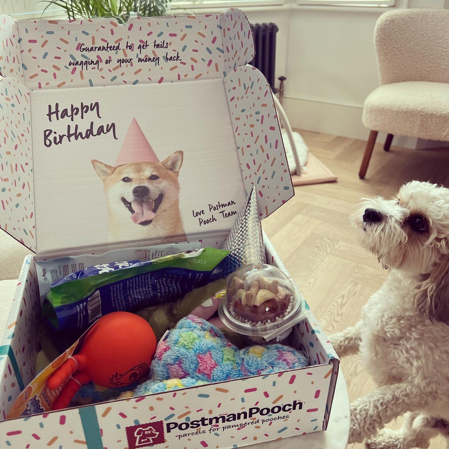 Dog Birthday Box