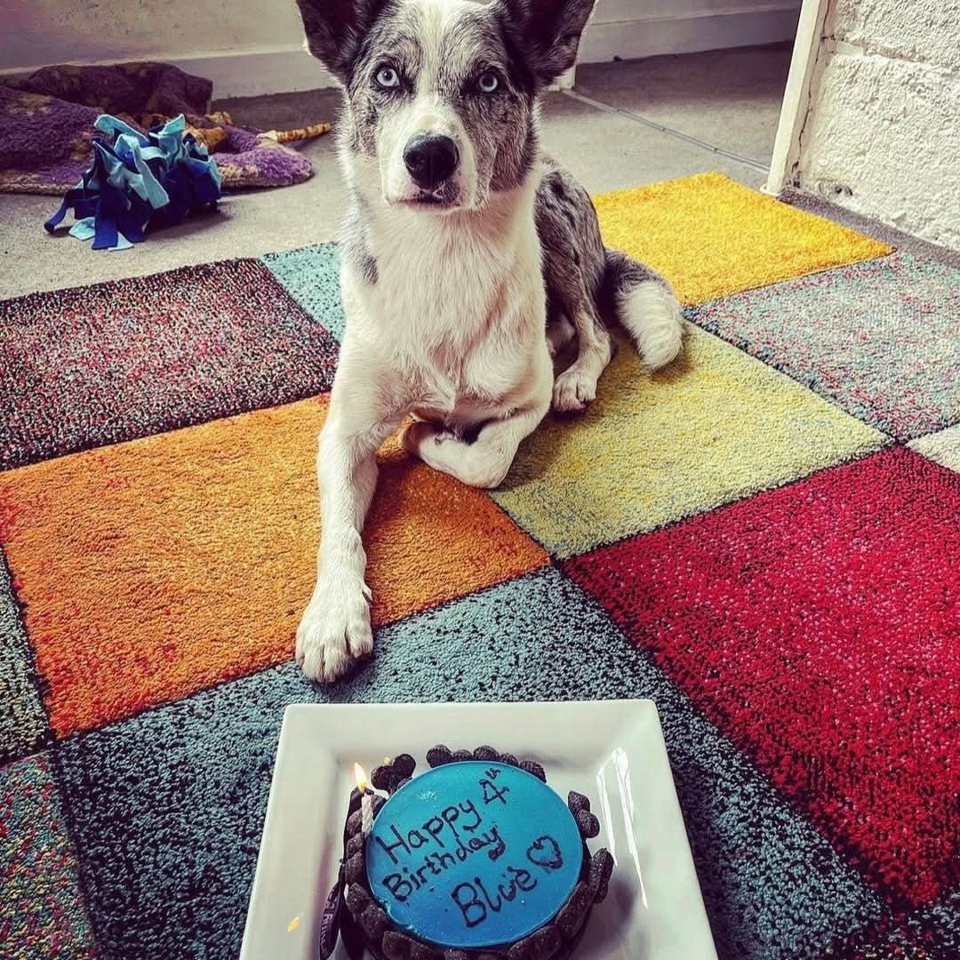 Dog Birthday Cake Blue