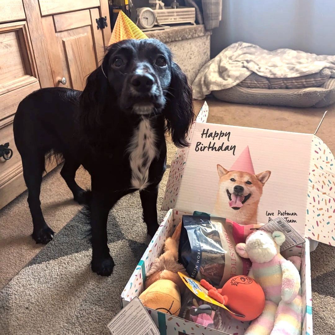 Dog birthday box