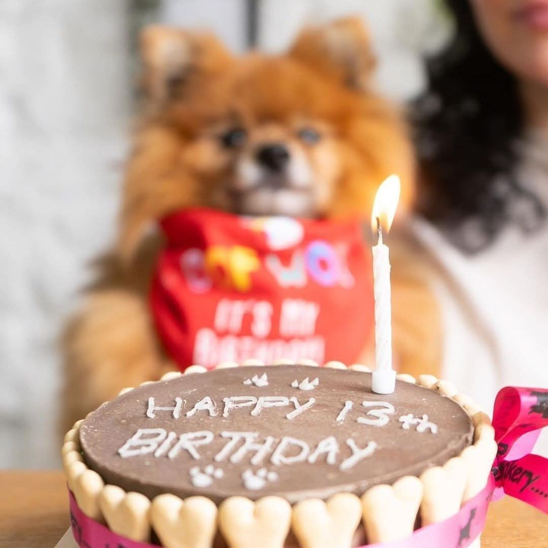 Dog Birthday Cake Carob